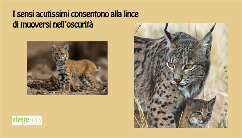 La lince, simile a un grosso gatto